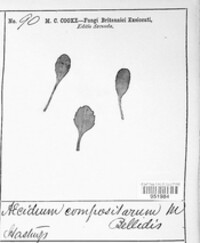 Aecidium compositarum image